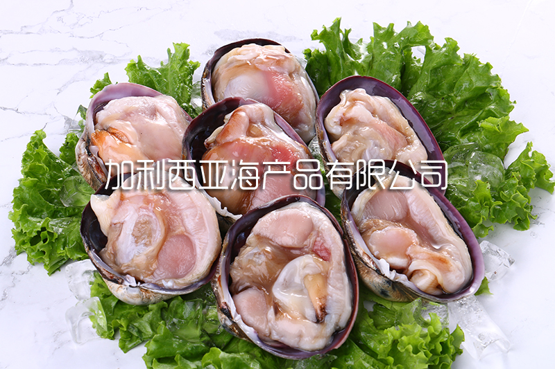 紫石房蛤（天鹅蛋）.jpg